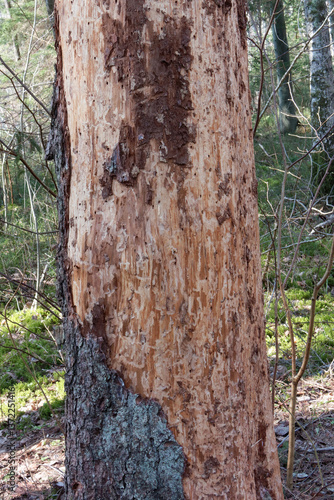 Stem of a spruce tree, damaged by longhorn beetles.