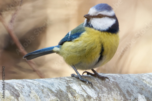 Eurasian blue tit on stem of a fallen birch.