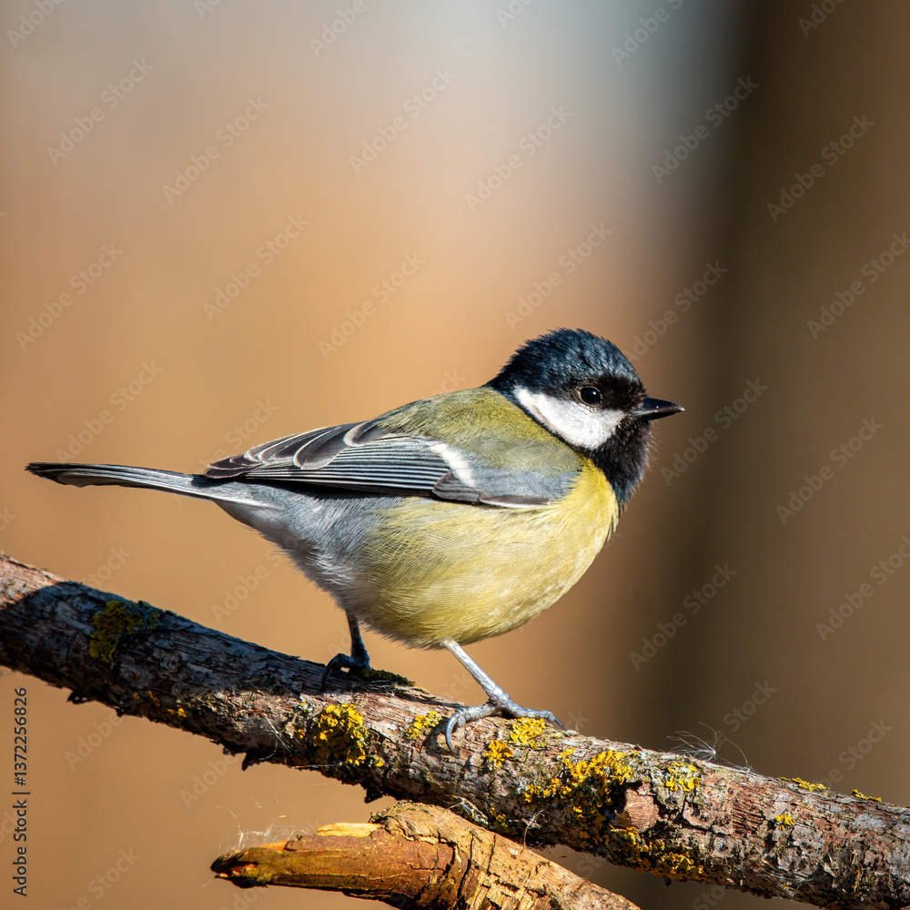 Fototapeta premium Sikorka na zółtym tle bokeh