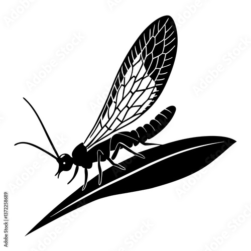Thrip insect on leaf in black silhouette