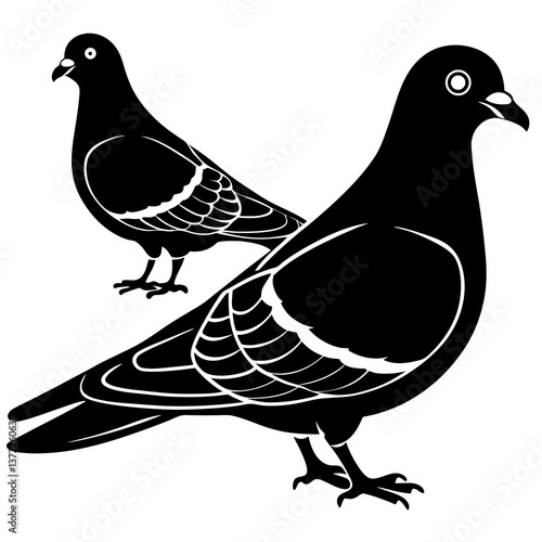 two pigeons on a white background