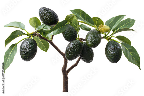 A small avocado tree with several ripe avocados hanging from its branches against a black background