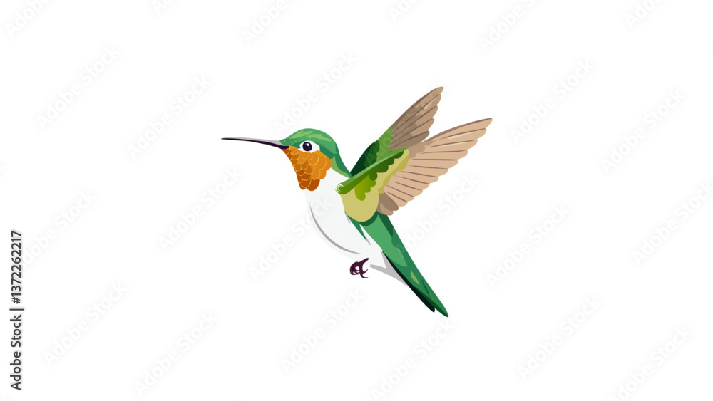 Fototapeta premium hummingbird, 
