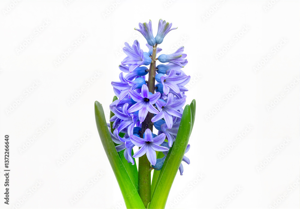 Obraz premium Close-up of a beautiful, vibrant blue hyacinth flower in full bloom against a bright, clean white background.