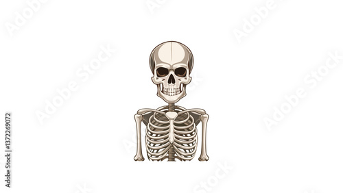 skeleton