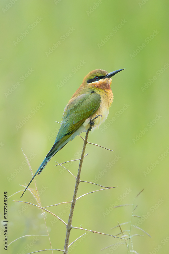 blue-tailed bee-eater - Merops philippinus perched at green background. Photo from Wasgamuwa National Park in Sri Lanka. Vertiacal. blue-tailed bee-eater - Merops philippinus perched at green background. Photo from Wasgamuwa National Park in Sri Lanka. Vertiacal.