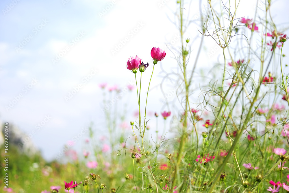 blooming couple pink cosmos flower and pollen in a meadow of wildflower with sunny and cloud sky on summer in tropical garden. Copy space blooming couple pink cosmos flower and pollen in a meadow of wildflower with sunny and cloud sky on summer in tropical garden. Copy space