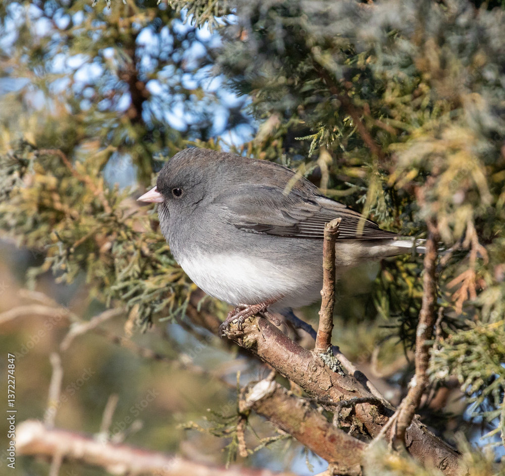 Fototapeta premium Dark-eyed Junco