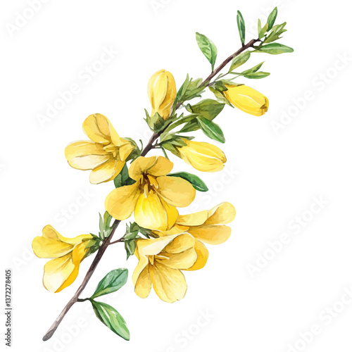 A watercolor vector of a Broom flower, isolated on a white background. Broom flower vector

