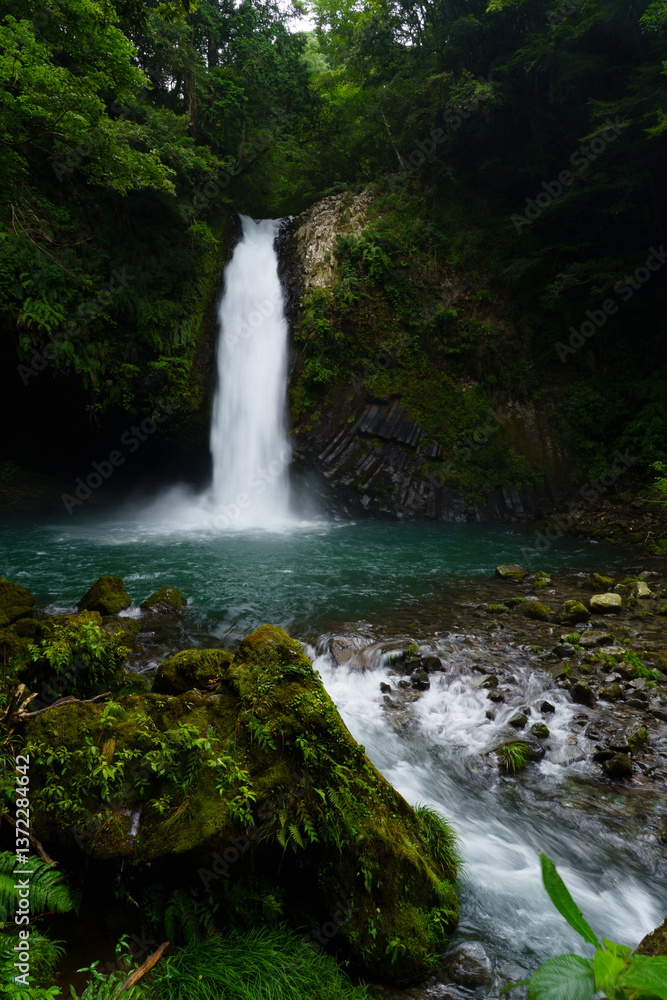 Obraz premium 森の中の滝