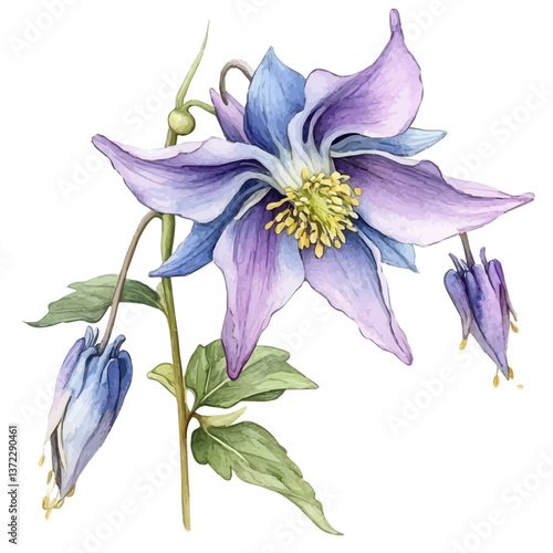 A watercolor vector of a Columbine flower, isolated on a white background. Columbine flower vector

