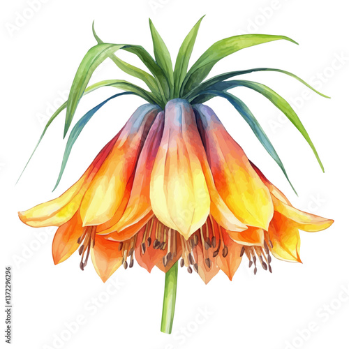 A watercolor vector of a Crown Imperial flower, isolated on a white background. Crown Imperial flower vector

