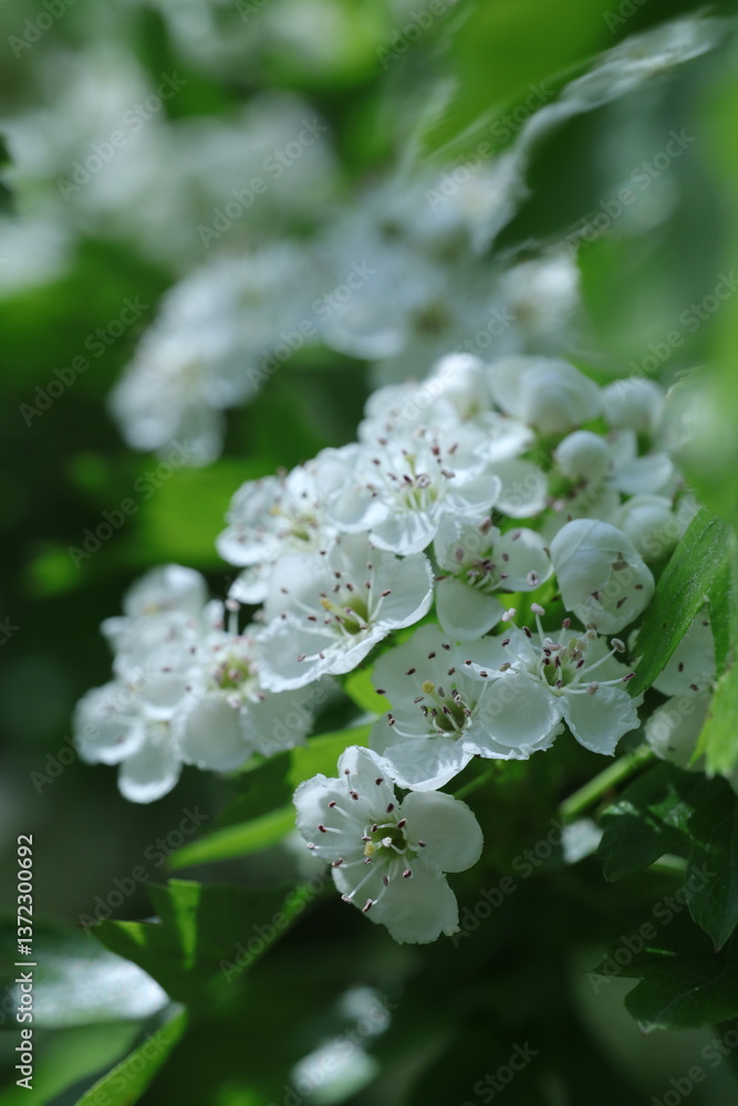 white blossom in the garden, spring blossom, white flowers, spring time, fresh blossom white blossom in the garden, spring blossom, white flowers, spring time, fresh blossom