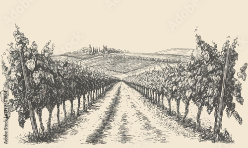 Vintage Vineyard Landscape Engraving Illustration with Countryside Scenery and Wine Vines