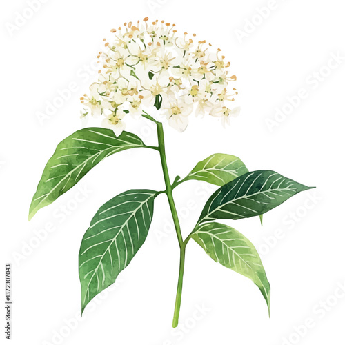A watercolor vector of an Elder flower, isolated on a white background. Elder flower vector

