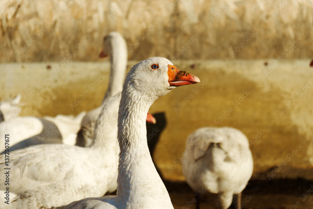 Obraz premium Graceful goose gazing curiously in the golden glow of the evening sun at a serene farmyard