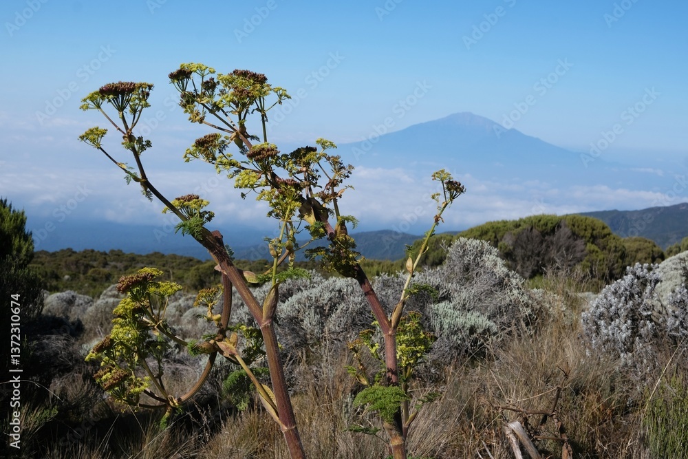 Close up of tall plant of Ferula on Kilimanjaro, with Mount Meru in background, Machame Route, trail from Shira Camp to Barranco Camp, Tanzania