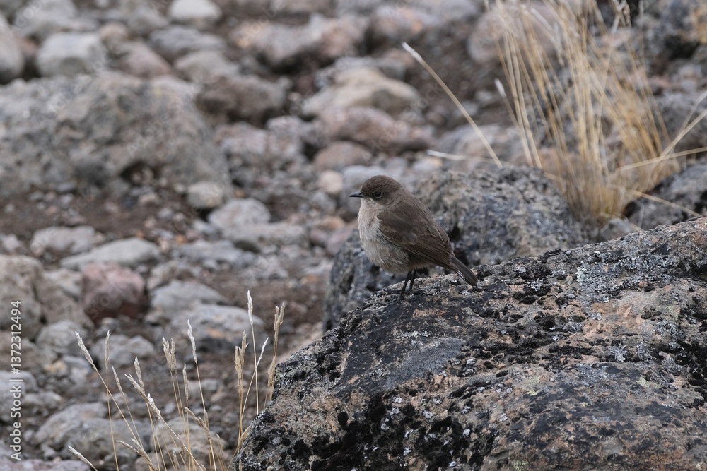 Close up of little bird moorland chat (Pinarochroa sordida, hypospodia), also known as the alpine chat or hill chat, met on Kilimanjaro, Machame Route, trail from Shira Camp to Barranco Camp, Tanzania