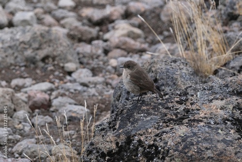 Obraz na płótnie Close up of little bird moorland chat (Pinarochroa sordida, hypospodia), also known as the alpine chat or hill chat, met on Kilimanjaro, Machame Route, trail from Shira Camp to Barranco Camp, Tanzania w salonie