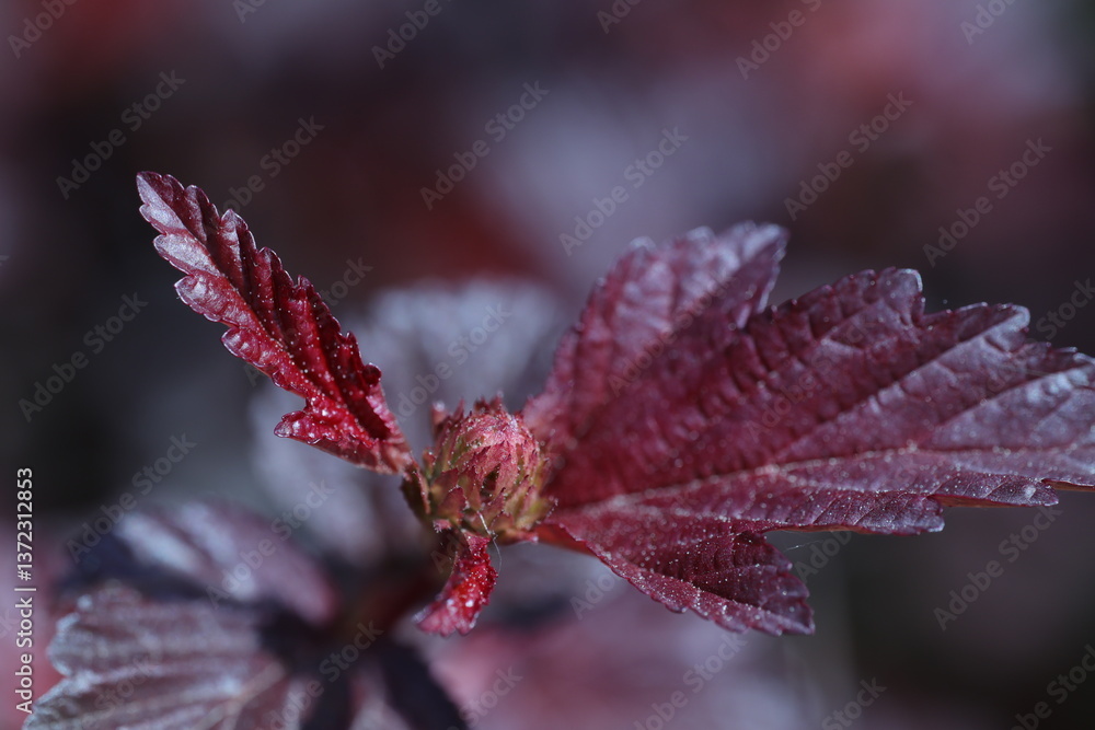 Fototapeta premium red leaf in the garden, soft background