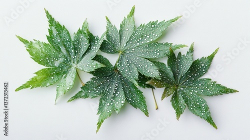 Obraz na płótnie Fresh green maple leaves with water droplets on white background w salonie