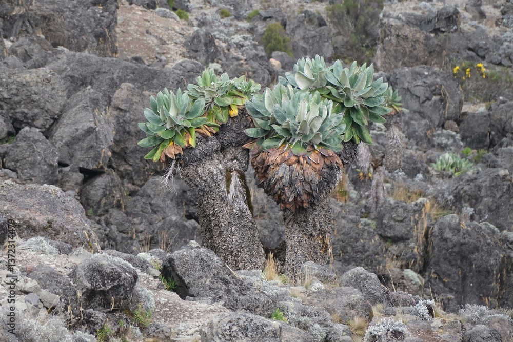 Beautiful Giant Lobelia deckenii (Dendrosenecio kilimanjari, Senecio kilimanjari) in misty scenery, endemic plant on Kilimanjaro, Machame Route, trail to Barranco Hut, Tanzania
