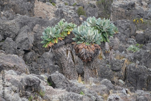 Obraz na płótnie Beautiful Giant Lobelia deckenii (Dendrosenecio kilimanjari, Senecio kilimanjari) in misty scenery, endemic plant on Kilimanjaro, Machame Route, trail to Barranco Hut, Tanzania w salonie