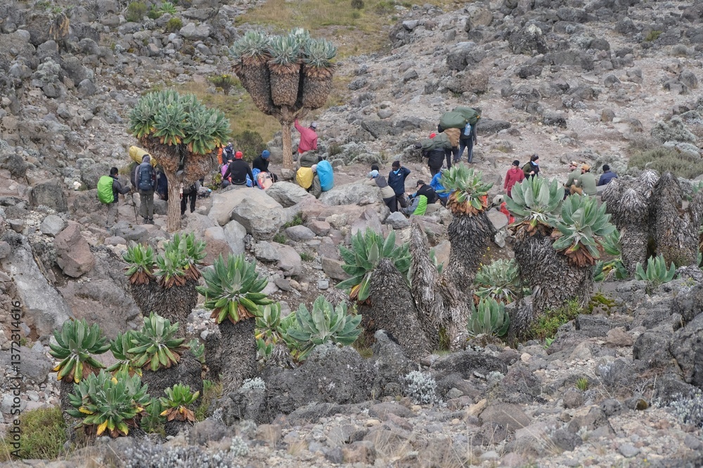 Giant Lobelia deckenii (Dendrosenecio kilimanjari) and silhouette of people, endemic plant on Kilimanjaro, Machame Route, trail from Shira Camp to Barranco Hut