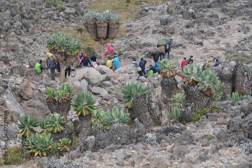 Obraz na płótnie Giant Lobelia deckenii (Dendrosenecio kilimanjari) and silhouette of people, endemic plant on Kilimanjaro, Machame Route, trail from Shira Camp to Barranco Hut w salonie