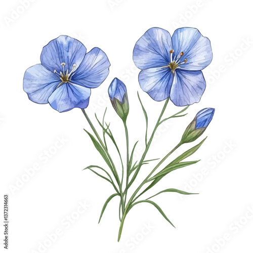 A watercolor vector of a Flax Flower, isolated on a white background. Flax Flower vector


