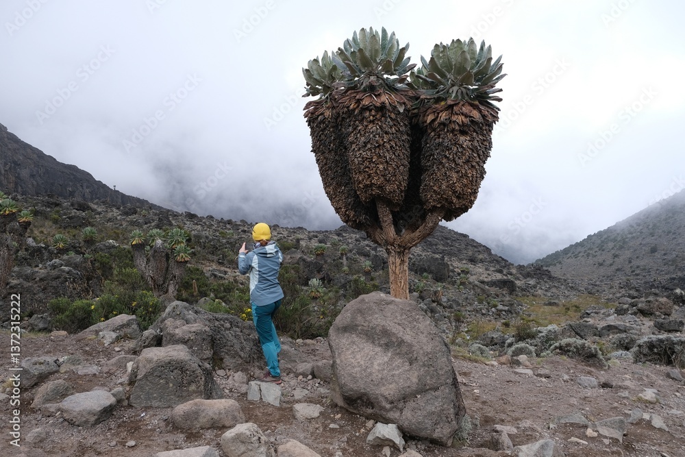 Giant Lobelia deckenii (Dendrosenecio kilimanjari) and woman taking picture, endemic plant on Kilimanjaro, Machame Route, trail from Shira Camp to Barranco Hut