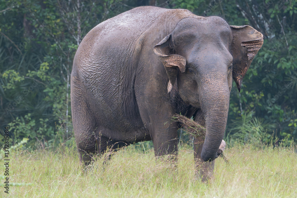 Fototapeta premium Sri Lankan elephant - Elephas maximus maximus grayinf on meadow with grass in trunk. Subspecies of Asian elephant. Photo from Wasgamuwa National Park in Sri Lanka. Native to Sri Lanka.