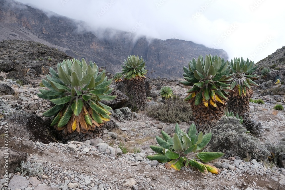 Beautiful Giant Lobelia deckenii (Dendrosenecio kilimanjari, Senecio kilimanjari) in misty scenery, endemic plant on Kilimanjaro, Machame Route, trail to Barranco Hut, Tanzania