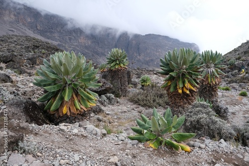 Obraz na płótnie Beautiful Giant Lobelia deckenii (Dendrosenecio kilimanjari, Senecio kilimanjari) in misty scenery, endemic plant on Kilimanjaro, Machame Route, trail to Barranco Hut, Tanzania w salonie