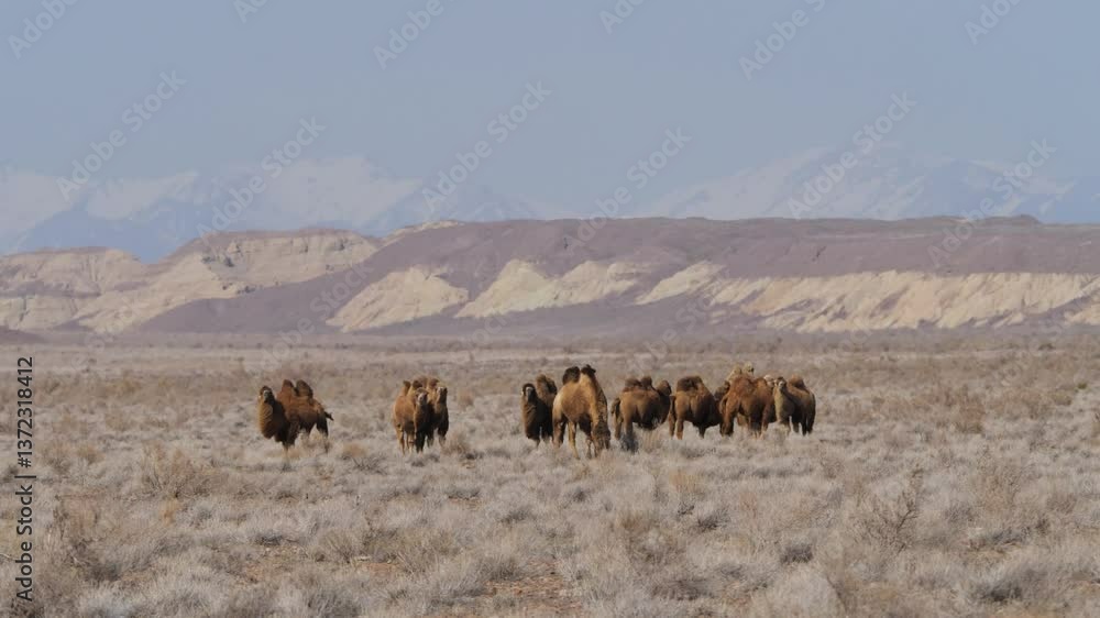A herd of domestic two-humped camels covered with thick wool. Animals grazing in the wild desert in early spring. Dry vegetation A herd of domestic two-humped camels covered with thick wool. Animals grazing in the wild desert in early spring. Dry vegetation