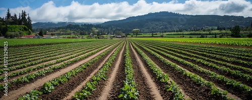 A Regenerative Farm Using Cover Cropping To Restore Soil Health And Boost Long-Term Crop Productivity