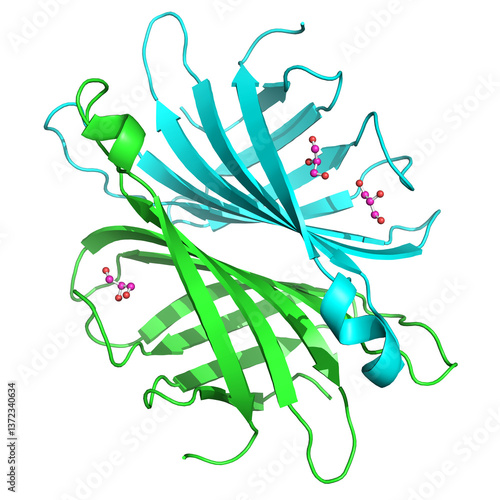 DC-SIGNR (L-SING) protein structure