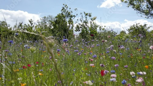 Wildflowers in meadow swaying in the wind, 4k footage