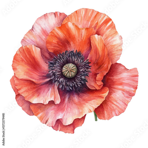 A watercolor vector of an Oriental Poppy flower, isolated on a white background. Oriental Poppy flower vector

