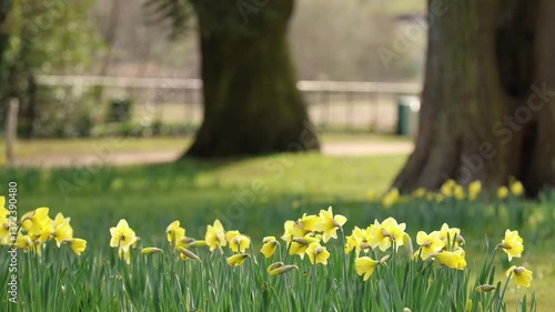 yellow spring time daffodils swaying in the breeze