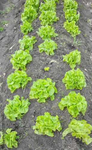Obraz na płótnie Organic vegetables growing in a polytunnel, selective focus. w salonie