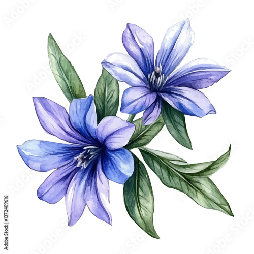 A watercolor of a scaevola flower, isolated on a white background. Scaevola flower vector.


