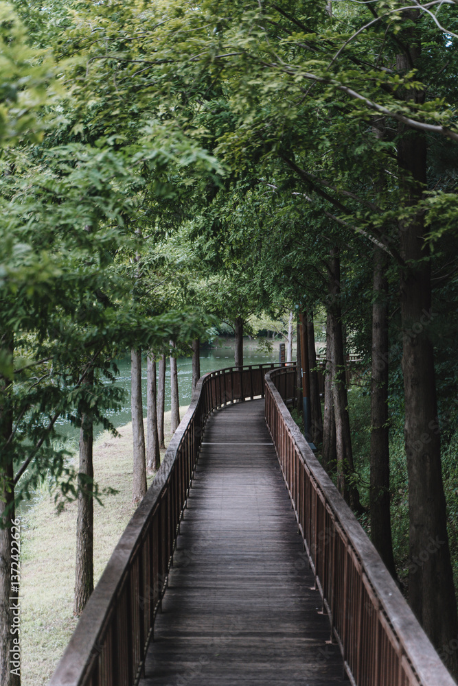 Naklejka premium Phytoncide forest