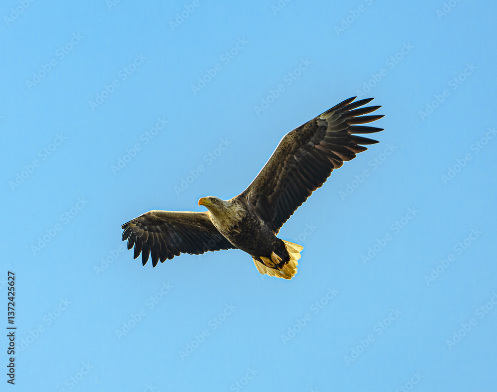 Fototapeta premium white-tailed eagle (Haliaeetus albicilla) in flight