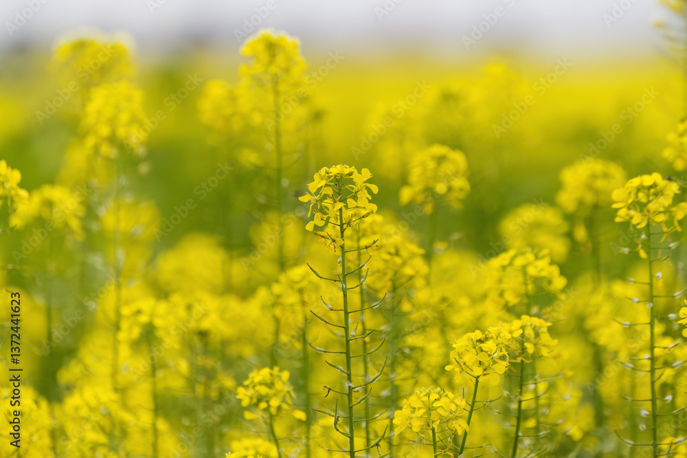 yellow mustard flowers, field of mustard flowers, mustard, blossoms of oilseed, green yellow plants, yellow blossoms, blurred background, rural, sinapis, canola field yellow mustard flowers, field of mustard flowers, mustard, blossoms of oilseed, green yellow plants, yellow blossoms, blurred background, rural, sinapis, canola field