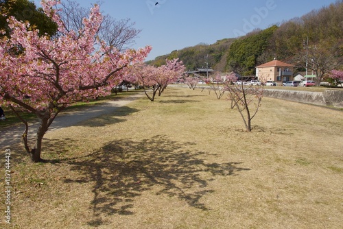 倉敷川　満開の河津桜の春　倉敷川親水公園

