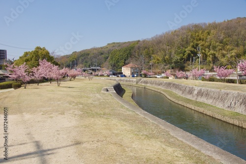 倉敷川　満開の河津桜の春　倉敷川親水公園
