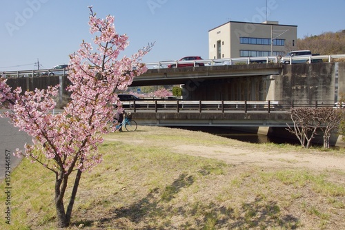 倉敷川　満開の河津桜の春　倉敷川親水公園
