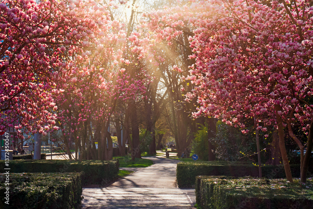 Naklejka premium Basel, Schweiz, Magnolienbäume, blühen, Blüten, Magnolienblüten, St. Albananlage, März, Frühling, Basel-Stadt, Stadt Basel