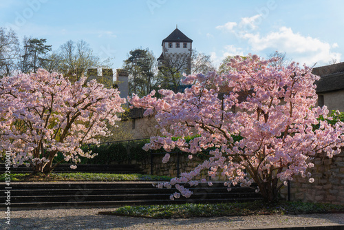 Die Stadtmauer mit St. Albanturm in Basel, umgeben von blühenden Kirschbäumen

